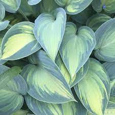 Browse by category below or scroll down for complete listing. Sienna Hosta Specialist Mail Order Hosta Growers
