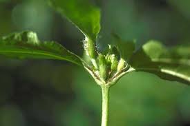 Image result for Synedrella