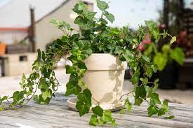 They do best in cool rooms that remain between 50 to 70°f (10 to 21°c). English Ivy Plant Care Growing Guide