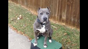 We did not find results for: 9 Things You Should Nose About The Blue Nose Pitbull Animalso
