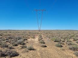 Image result for Plinthus karooicus