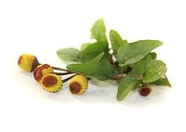 Image result for Spilanthes