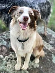 Homeatlast Ledger The Adorable Australian Shepherd From Flagstaff Coconino Is Back Home His Owner Told Us I Went Cute Cats And Dogs Beautiful Dogs Dogs