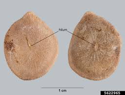 Image result for Strychnos henningsii