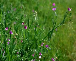Image result for Lathyrus hirsutus