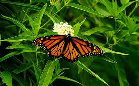 Check spelling or type a new query. The Monarch Butterfly Needs Milkweed To Survive Here S How To Get Seeds