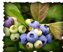 Wild blueberries grow naturally in the fields and barrens of coastal maine and canada. How To Choose And Grow The Best Blueberries In South Florida Tropical Fruit Trees For Sale Online At Pepe S Fruit Trees