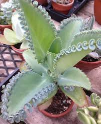 Kalanchoe Pinnata Syn Bryophyllum Pinnatum Bryophyllum Calycinum Crassula Pinnata Leaflets Are Elliptic With D Succulents Succulent Seeds Rare Succulents