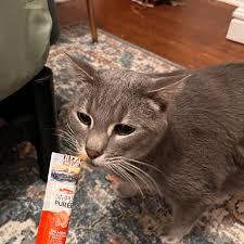 ✨ Long-Term Resident Spotlight: Meet Louie! ✨ Louie has been with us since  August 2024, patiently waiting for a forever home. He's 5 years old, and we  would love for him to