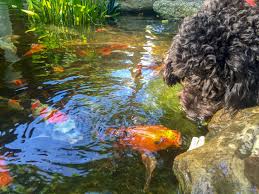 Maybe you would like to learn more about one of these? Build Your Own Backyard Koi Pond Splash Supply Company