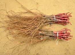 Alegeți terenul potrivit pentru vița de vie! Cand Se PlanteazÄ ViÅ£a De Vie Paradis Verde