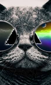 51 hilariously genius desktop wallpapers that will make you look twice. 44 Cool Cat Wallpapers On Wallpapersafari