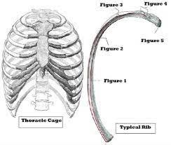 Check spelling or type a new query. What Is The Difference Between Ribs And Rib Cage Quora