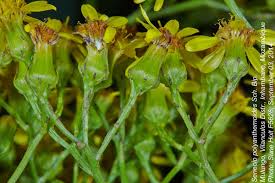 Image result for Senecio polyanthemoides