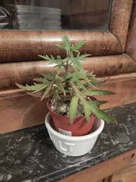 Forums Du Cactus Francophone Forum Principal Cactus Plante Kalanchoe Plantes Sauvages