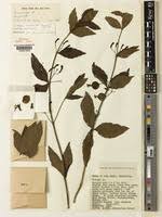 Image result for Platycoryne crocea