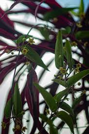 Image result for Vincetoxicum afrum