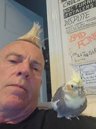 Cockatiels in the wild still look great.