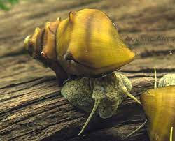 Pagoda Snails Brotia Pagodula Snail Aquarium Set Saltwater Tank