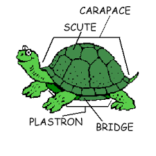 Pin On Turtle