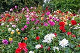 Image result for Dahlia sp. (cultivar)