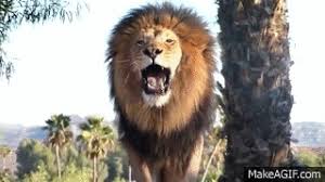 Discover and share the best gifs on tenor. Lion Roar Gif Image
