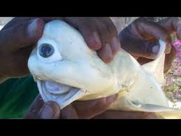 Cyclopia is rare congenital abnormalities; Cyclops Shark With One Eye Youtube