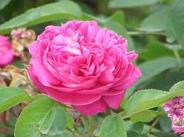 Check spelling or type a new query. Ti Regalero Una Rosa Per Una Colazione In Bulgaria Pattini