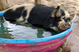 That Feeling When You Offer Someone Your Last Cookie And They Actually Take It Why Politefail Wasjusttryi Kune Kune Pigs Animal Sanctuary Animals