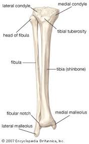 The skeleton provides shape and support to the body. Fibula Bone Anatomy Bones Medical Anatomy Anatomy And Physiology