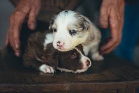 Check spelling or type a new query. Border Collie Lab Mix Temperament Size And Dog Food Guide