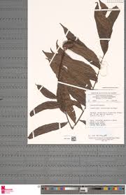 Image result for Lomariopsis hederacea