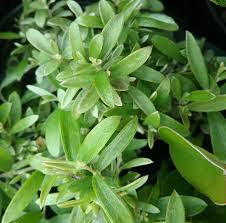 Image result for Striga linearifolia
