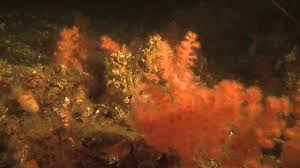 282 foto e immagini di arctic ocean underwater. Arctic Under Pressure Deep Sea Life Youtube