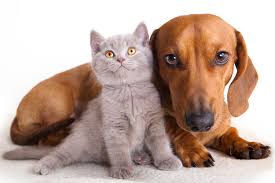 Most pandemic pet owners would seem to agree. Record Returns For Pets Adopted During Pandemic