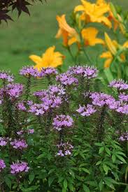 Image result for Cleome elegantissima
