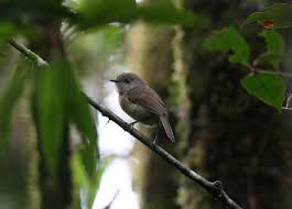 Image result for Newtonia