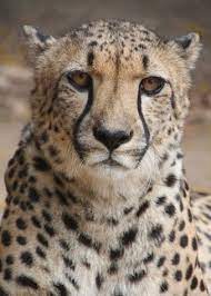 The Cheetah Has Black Lines Trailing Down From The Inner Eye There S A Story Behind Those Lines In How The Cheetah Got The African Big Cats Big Cats Wild Cats