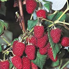The heritage everbearing raspberry is the world's most popular red raspberry and it's easy to understand why! 3 Heritage Everbearing Red Raspberry Plants 3 Lrg 2 Yrs Old Bare Root Canes Buy Online In Bahamas At Bahamas Desertcart Com Productid 163537523