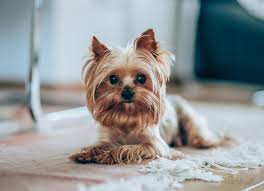 Image result for white yorkshire terrier