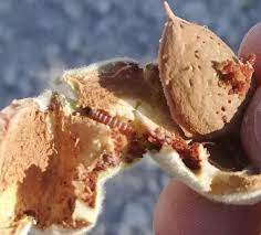 Şeftali güvesi [Anarsia lineatella Zell. (Lepidoptera: Gelechiidae)]'nin  Şanlıurfa ili badem bahçelerindeki popülasyon g