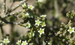 Image result for Thesium breyeri