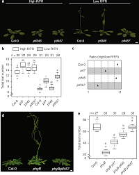 Vinicius, vinicius de morães, vinicius de moraes (es); Pif Transcription Factors Link A Neighbor Threat Cue To Accelerated Reproduction In Arabidopsis Nature Communications