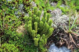 Image result for Huperzia bampsiana