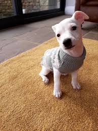 kopek dunyasi adli kullanicinin 2021 satilik jack russel terrier fiyatlari panosundaki pin kopek yavru kopek