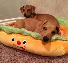 Extra Cozy Hot Dog Sofa Dog Bed Cute Dog Beds Dog Sofa