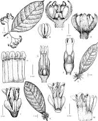 Image result for Dichapetalaceae