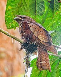 The family podargidae contains the frogmouths. The Large Frogmouth Is A Stunning Bird Found In Brunei Indonesia Malaysia And Thailand Dwelling Within Subtropical Or Tropical Moist Lowland Forests Awwducational