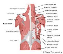 The lower trapezius, middle trapezius and upper trapezius fibers. Back Pain Back Injuries Information Sinew Therapeutics