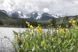 Maybe you would like to learn more about one of these? Yellow Rocky Mountain Flowers New Media By Fred Duckworth Saatchi Art